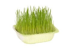 Quik Natural Kedi Çimi (Fileli)