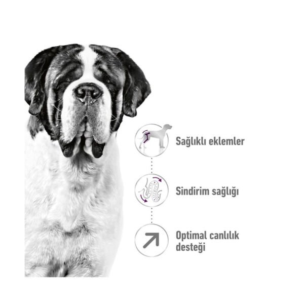 Royal Canin Giant Adult Dev Irk Yetişkin Köpek Maması 15Kg