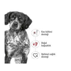 Royal Canin Medium Adult Orta Irk Yetişkin Köpek Maması 15 Kg