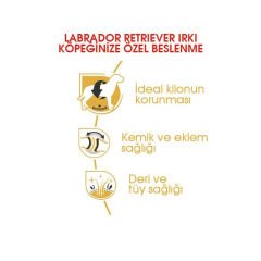 Royal Canin Labrador Yetişkin Köpek Maması 12Kg