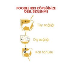 Royal Canin Poodle Yetişkin Köpek Maması 3 kg