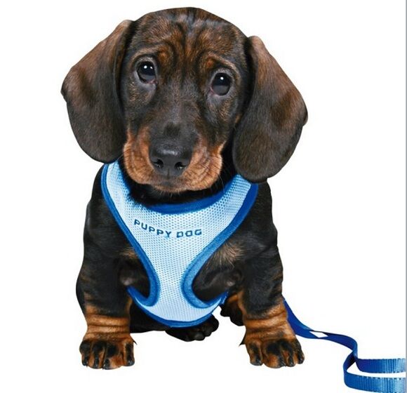 Trixie Yavru Köpek Göğüs Tasma ve Sevk Kayışı 23-34cm/2m/10mm