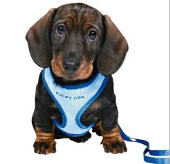 Trixie Yavru Köpek Göğüs Tasma ve Sevk Kayışı 23-34cm/2m/10mm