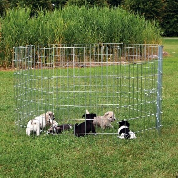 Trixie Yavru ve Küçük Irk Köpek Açık Hava Oyun Alanı