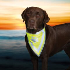 Trixie Köpek Bandana Large - XLarge 42 cm - 60 cm