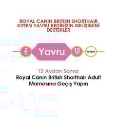 Royal Canin Kitten British Shorthair Yavru Kedi Maması 2Kg