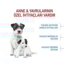 Royal Canin Mini Starter Mother & Babydog 4 Kg