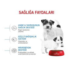 Royal Canin Mini Starter Mother Babydog 4 Kg