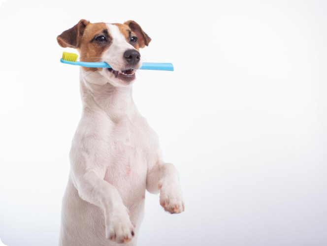 KÖPEĞİNİZİN GÜLÜMSEMESİNİ KORUYUN!