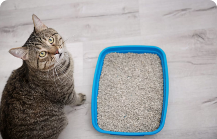 KEDİ 