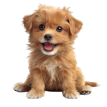 Köpek