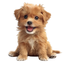Köpek